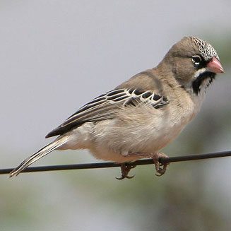 Sporopipes squamifrons (Scaly-feathered finch) 