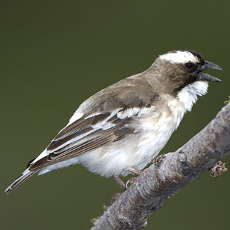 Plocepasser mahali (White-browed sparrow-weaver) 