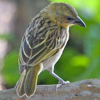 Ploceus xanthopterus (Southern brown-throated weaver)