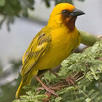 Ploceus xanthopterus (Southern brown-throated weaver)
