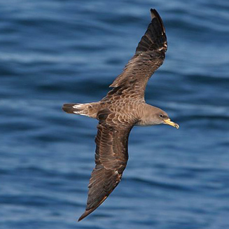 Calonectris diomedea (Cory's shearwater) 