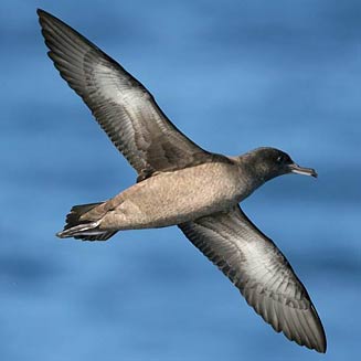Puffinus griseus (Sooty shearwater) 