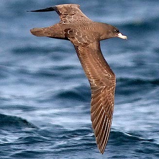 Puffinus carneipes (Flesh-footed shearwater) 