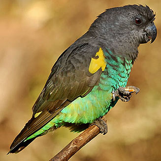 Poicephalus meyeri (Meyer's parrot) 