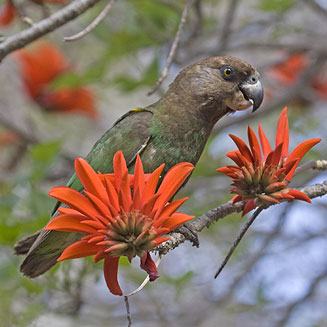 Poicephalus cryptoxanthus (Brown-headed parrot) 