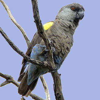 Poicephalus rueppellii (Rüppell's parrot) 