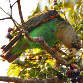 Poicephalus robustus (Cape parrot) 