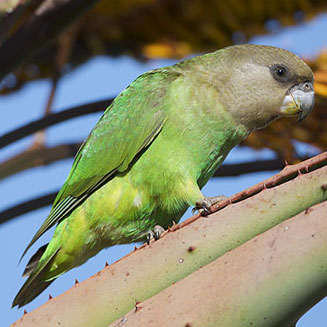 Poicephalus cryptoxanthus (Brown-headed parrot)