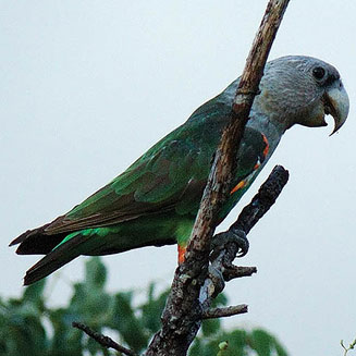 Poicephalus fuscicollis (Grey-headed parrot) 