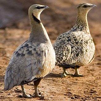 Pterocles gutturalis (Yellow-throated sandgrouse) 