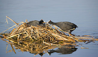 Fulica cristata (Red-knobbed coot)