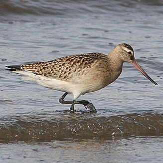 Limosa lapponica (Bar-tailed godwit) 