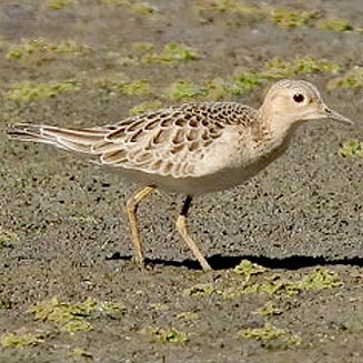 Tryngites subruficollis (Buff-breasted sandpiper) 