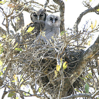 Bubo lacteus (Verreaux's eagle-owl, Giant eagle owl)