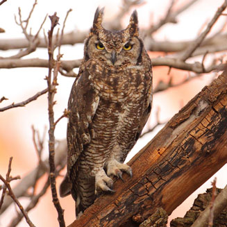 Bubo africanus (Spotted eagle-owl) 