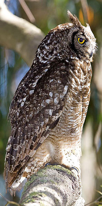 Bubo africanus (Spotted eagle-owl) 