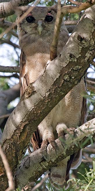 Bubo lacteus (Verreaux's eagle-owl, Giant eagle owl) 