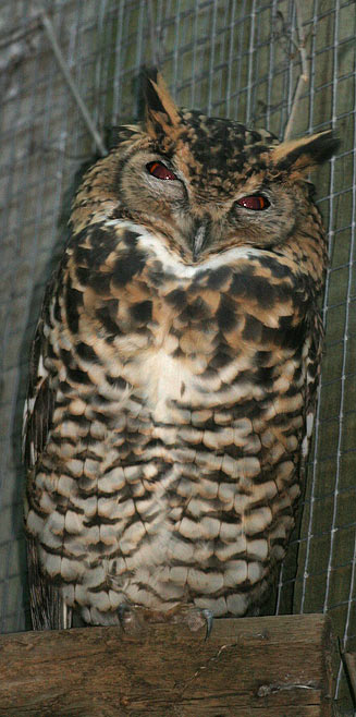 Bubo capensis (Cape eagle-owl) 