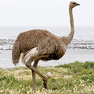 Struthio camelus (Common ostrich)