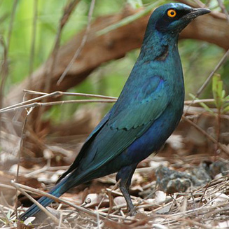 Lamprotornis chalybaeus (Greater Blue-eared Starling)