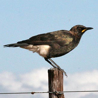 Spreo bicolor (Pied starling) 