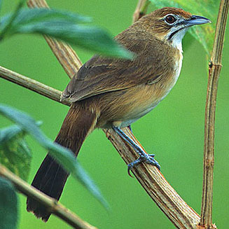 Melocichla mentalis (Moustached grass-warbler, Moustached warbler) 