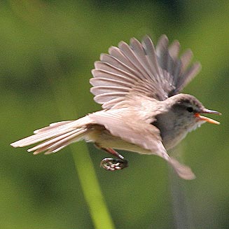 Acrocephalus gracilirostris (Lesser swamp-warbler, Cape reed-warbler) 