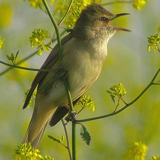 Acrocephalus arundinaceus (Great reed-warbler) 