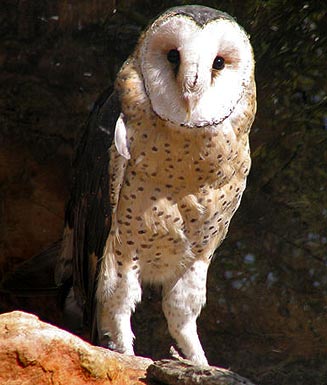 Tyto capensis (African grass-owl) 