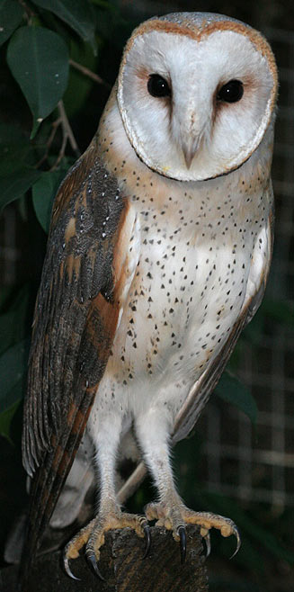 Tyto alba (Barn owl) 