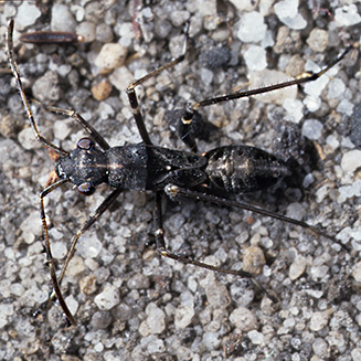 Ant-like nymph of Euthetus