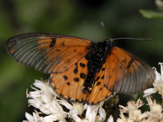 Acraea horta (Garden acraea butterfly)