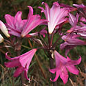 Amaryllis belladonna (March Lily, Belladonna)
