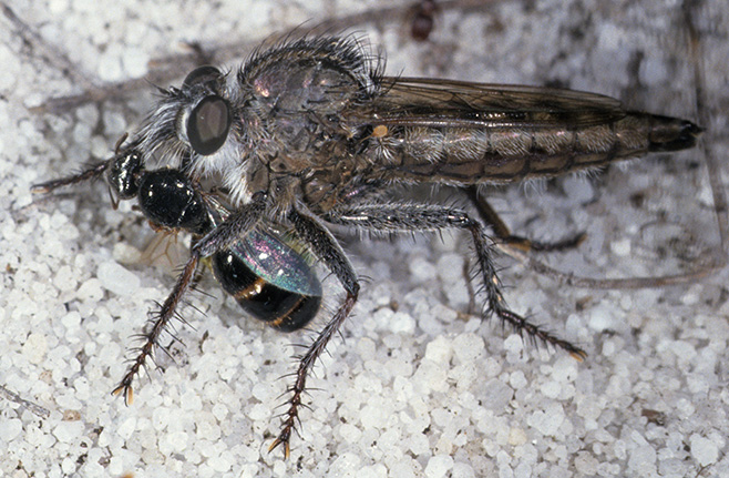 Robberfly with captured ant alate
