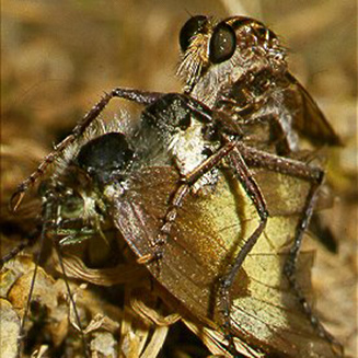 Robberfly with butterfly prey.