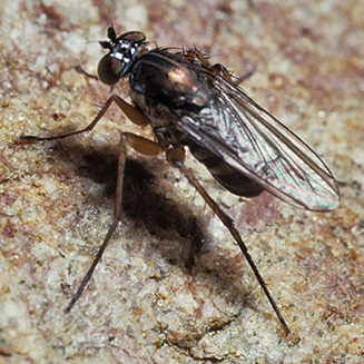 Long-legged fly photographed on rock next to stream at Kirstenbosch, Cape Town.