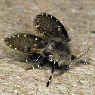 Mothfly, Psychoda sp.