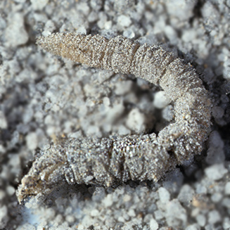 Vermilionidae larva