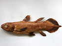 Latimeria chalumnae (Coelacanth)