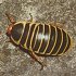 Dictyoptera: Blattodea (cockroaches)