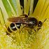 Hymenoptera (wasps, bees and ants)
