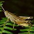 Orthoptera (grasshoppers, crickets)