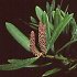 gymnosperms (conifers, yellowwoods, cycads)