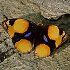 Lepidoptera: Rhopalocera (butterflies)