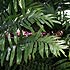 Monilophyta (ferns and fern allies)