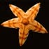 Echinodermata (starfish, sea urchins, etc.)