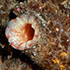 Chordata: Tunicata (tunicates: salps, redbait)