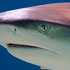 Chondrichthyes (sharks, rays)