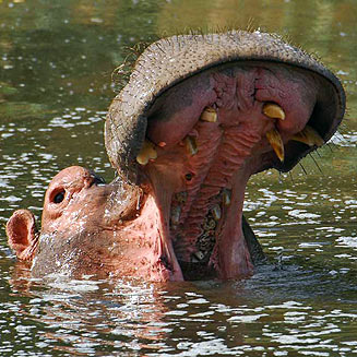 Hippopotamus amphibius (Hippopotamus)