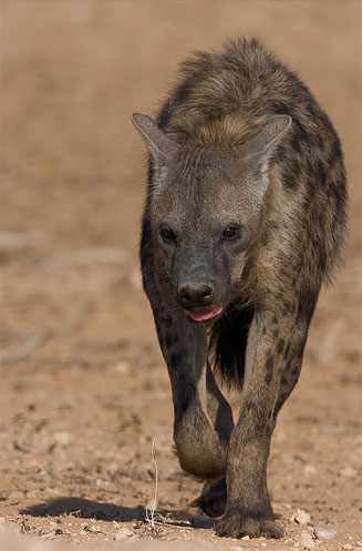 Crocuta crocuta (Spotted hyaena)